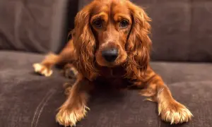 Un cocker spaniel de pelaje rojizo descansa en un sofá marrón, con sus largas orejas caídas y mirada tierna.