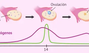 Gráfica del ciclo ovárico: folículos primarios, ovulación y cuerpo lúteo. Niveles de estrógenos y hormona LH a lo largo de 28 días.