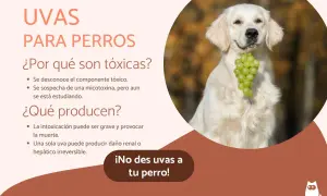 Un perro dorado sostiene un racimo de uvas verdes en su boca. El texto advierte que los perros no deben comer uvas.