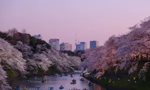 Boote auf einem Kanal unter Kirschblüten in Tokio. Ein Traum für jeden, der Work and Travel Japan erleben möchte.
