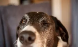 Ein Hund blinzelt verschmitzt in die Kamera. Seine Augen sind halb geschlossen, als würde er ein Geheimnis verraten.