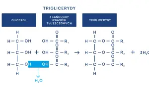 Schemat syntezy triglicerydów. Lipanthyl na co? Na wysoki poziom trójglicerydów.