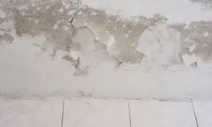 Schimmel und abblätternde Farbe an einer feuchten Kellerwand. Was tun gegen den Schimmelbefall?