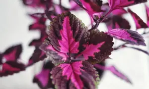 Närbild på ett palettblad utomhus med sina karaktäristiska rosa, lila och gröna blad.