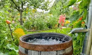 Regenwasser sammeln verboten Deutschland? Nicht in diesem blühenden Garten! Ein Holzfass fängt das Nass aus der Rinne auf.