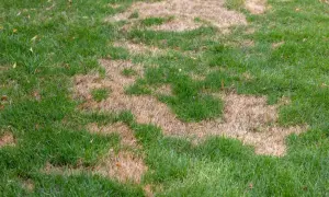 Manchas de césped quemado salpican el verde vibrante, indicando sequía o daño.