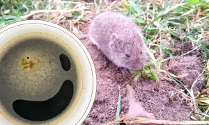 Kawa na nornice. Mała nornica chrupie trawkę obok filiżanki z kawą, która wygląda jak uśmiechnięta buźka.