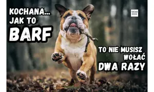 Buldog biegnie z patykiem w pysku, z tekstem "KOCHANA... JAK TO BARF TO NIE MUSISZ WOŁAĆ DWA RAZY".