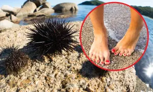 Chorwackie Morze: Jakie jest? Czystość, plaże, jeżowce i bezpieczeństwo