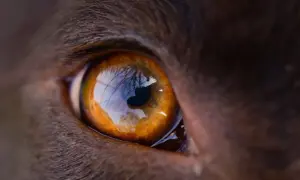 Nahaufnahme eines braunen Hundeauges, das mit einem Ausdruck von leichter Verärgerung verdreht ist.