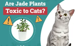 A curious cat looks up at a jade plant, prompting the question: are jade plants toxic to cats?