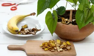 Pokrojone skórki banana na desce i talerzu, gotowe do użycia jako nawóz z banana dla rośliny w glinianej donicy.