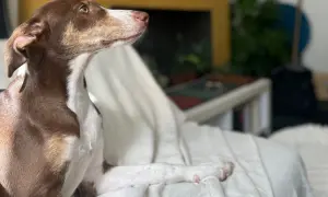 Un cachorro podenco de 3 meses, con pelaje marrón y blanco, descansa sobre una manta blanca, mirando atentamente hacia la distancia.