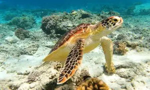 Żółw morski pływa wśród koralowców. Niezapomniane wrażenia z wycieczki do Marsa Alam.