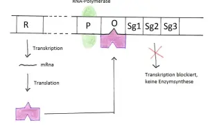 Schema zur Genregulation bei Prokaryoten: Ein aktiver Repressor bindet an den Operator (O) und blockiert die RNA-Polymerase am Promotor (P), was die Transkription der Gene (Sg1-Sg3) verhindert.