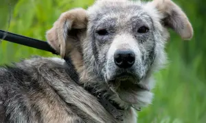 Hund mit Hautproblemen, möglicherweise durch Demodex Milben verursacht. Sein Fell ist struppig, die Haut gerötet und schuppig.