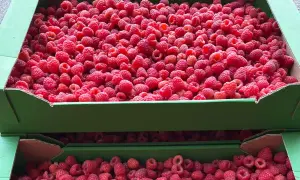 Ile kosztują maliny na skupie – poznaj aktualne ceny i trendy
