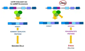 USP39 stabilisiert das Spleißosom für korrekte RNA-Prozessierung, was zu gesunden Zellen führt. Ohne USP39 entstehen kryptische Spleißstellen, fehlgefaltete Proteine und Zelltod.