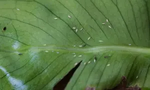 Kleine, helle Insekten auf einem grünen Blatt – so kann man Spinnmilben erkennen. Sie saugen den Saft der Pflanze.