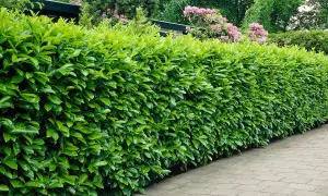 Eine dichte, gemischte Hecke mit Kirschlorbeer säumt einen gepflasterten Weg. Im Hintergrund blühen Rhododendren.
