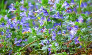Ein Feld voller zarter, blauer Blüten der Gundermann Pflanze im Frühling.