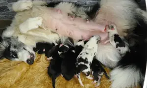 Ein Border Aussie Mix Welpen-Wurf trinkt bei seiner Mutter.