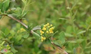 Ramo di berberis con piccoli fiori gialli. La berberina, estratta da questa pianta, è nota per i suoi benefici sul colesterolo.