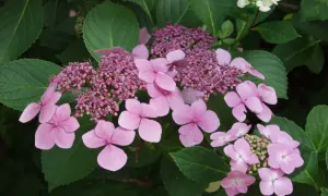 Zarte rosa Hortensienblüten mit grünen Blättern. So sehen Hortensien aus: eine Symphonie aus Blütenblättern und Knospen.