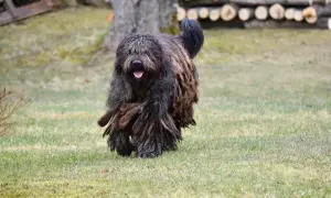 Owczarek bergamasco z charakterystyczną, dredowatą sierścią biegnie po trawie.