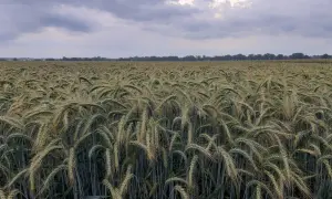Pszenżyto Meloman: Jak plonować na słabych i zakwaszonych glebach?