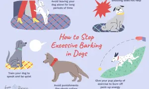 Illustration shows dogs barking and tips to stop it. One dog is barking at a person's legs, another is sitting with a red starburst, and a third is playing fetch.