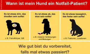 Hund mit dicken Backen, der etwas verschluckt hat. Daneben Hunde mit Verletzungen und Frakturen.