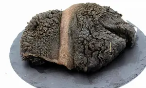 Ein roher Rinderpansen mit seiner charakteristischen, wabenartigen Struktur liegt auf einem dunklen Stein.