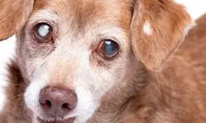 Ein älterer Hund mit grauem Star im Auge blickt sanft in die Kamera.