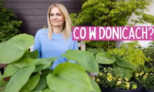 Co wsadzić do dużej donicy, aby stworzyć piękną dekorację?