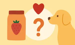 Ein Hund schaut neugierig auf ein Glas Erdbeeren und ein Herz. Kann er sie fressen, ohne Durchfall zu bekommen?