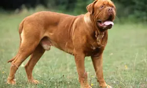 Braune Bordeaux Dogge im Gras, die auf mögliche bordeaux dogge krankheiten achtet.