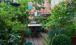 En lummig trädgård med ett bord och stolar. En kruka med hallon syns bland frodig grönska. Färggranna lyktor och girlanger skapar en mysig atmosfär.