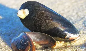 Jakie muszle występują w Bałtyku? Odkryj fascynujące gatunki