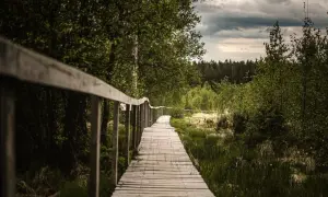 Passerelle en bois serpentant à travers une forêt verdoyante, parfaite pour une randonnée belge sous un ciel menaçant.