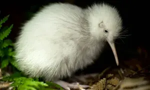 Co warto wiedzieć o kiwi z Nowej Zelandii unikalnym ptaku