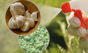 Naturalny oprysk z czosnku na mszyce. Widać główkę czosnku, mszyce i rękę w rękawiczce rozpylającą płyn.