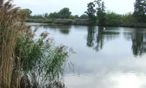 Spokojne jezioro pod morgami, otoczone trzcinami i drzewami. Na wodzie pływa biały łabędź, odbijając się w spokojnej tafli.