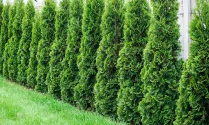 Reihe von grünen Lebensbäumen, die eine Hecke bilden. Vorsicht, thuja giftig für Haustiere!
