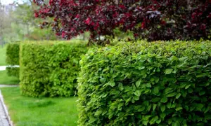 Grüne Hecken im Park, welche Hecke braucht wenig Wasser? Eine Hainbuche ist pflegeleicht und trockenresistent.