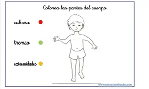 Actividades infantiles para colorear partes del cuerpo humano: cabeza, tronco y extremidades.