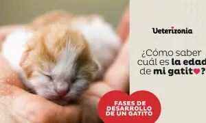 Un gatito recién nacido en una mano. El texto pregunta: "¿Cómo saber cuál es la edad de mi gatito?".