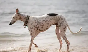 Pstrokata rasa charta spaceruje po plaży, jej smukła sylwetka i plamiste futro przyciągają wzrok.
