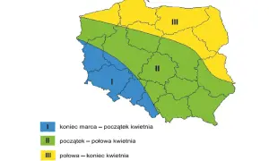 Mapa Polski z zaznaczonymi strefami, gdzie uprawia się buraki cukrowe: I (niebieska) - koniec marca-początek kwietnia, II (zielona) - początek-połowa kwietnia, III (żółta) - połowa-koniec kwietnia.