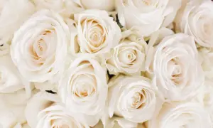 Gęsty bukiet delikatnych, kremowych **białych róż**. Płatki układają się w perfekcyjne spirale, tworząc obraz czystości i elegancji.